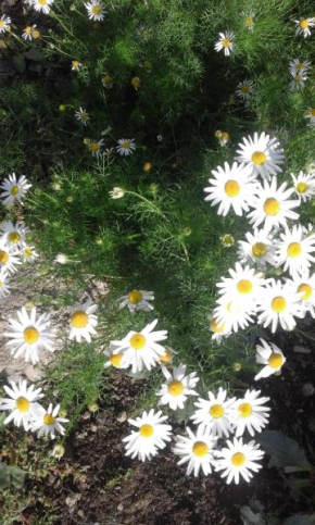 Вама Бужаулуи Вама Бужаулуи